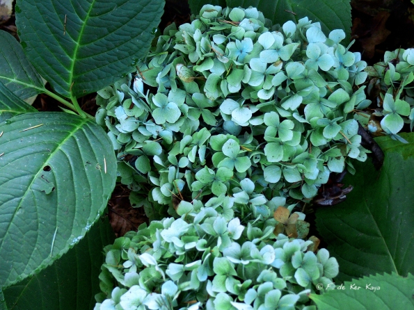 Bois des moutiers fall 2012 (51)